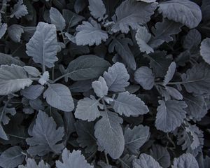 Preview wallpaper leaves, plant, carved, gray