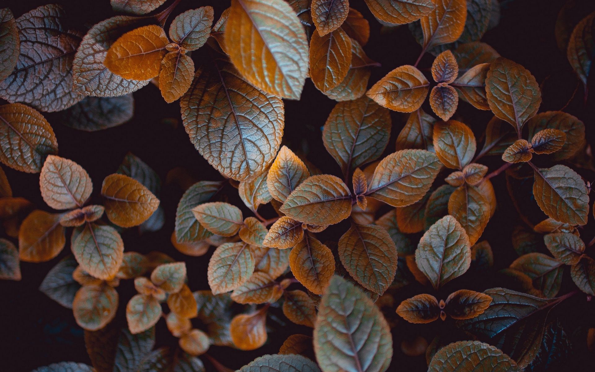 Download wallpaper 1920x1200 leaves, plant, carved, macro, bush, blur ...