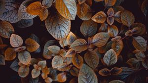 Preview wallpaper leaves, plant, carved, macro, bush, blur