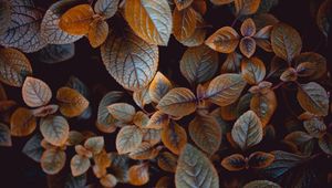 Preview wallpaper leaves, plant, carved, macro, bush, blur