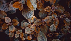 Preview wallpaper leaves, plant, carved, macro, bush, blur