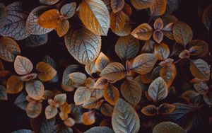 Preview wallpaper leaves, plant, carved, macro, bush, blur