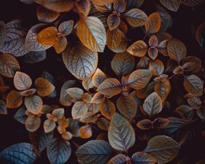 Preview wallpaper leaves, plant, carved, macro, bush, blur