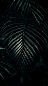 Preview wallpaper leaves, plant, carved, dark, green