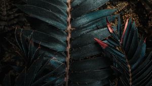 Preview wallpaper leaves, plant, carved, exotic