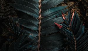 Preview wallpaper leaves, plant, carved, exotic