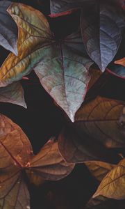 Preview wallpaper leaves, plant, cinnamon