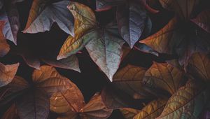 Preview wallpaper leaves, plant, cinnamon