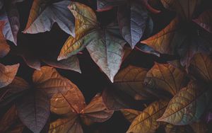 Preview wallpaper leaves, plant, cinnamon