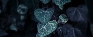 Preview wallpaper leaves, plant, climbing, bush, branch