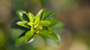 Preview wallpaper leaves, plant, close up, green