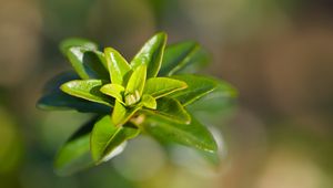 Preview wallpaper leaves, plant, close up, green