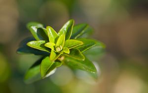 Preview wallpaper leaves, plant, close up, green