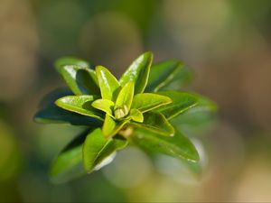 Preview wallpaper leaves, plant, close up, green