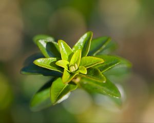 Preview wallpaper leaves, plant, close up, green