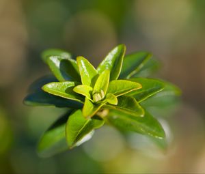 Preview wallpaper leaves, plant, close up, green
