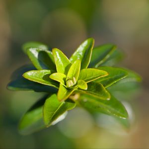 Preview wallpaper leaves, plant, close up, green