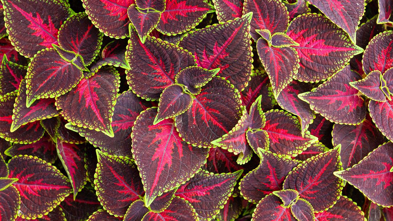 Wallpaper leaves, plant, coleus, red, green