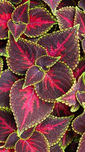 Preview wallpaper leaves, plant, coleus, red, green