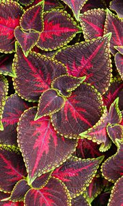 Preview wallpaper leaves, plant, coleus, red, green