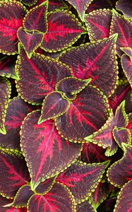 Preview wallpaper leaves, plant, coleus, red, green
