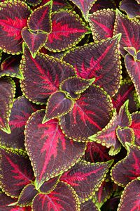 Preview wallpaper leaves, plant, coleus, red, green