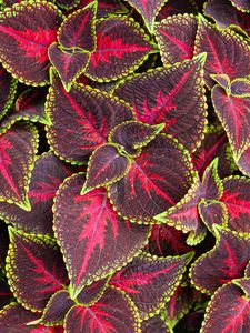 Preview wallpaper leaves, plant, coleus, red, green