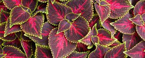 Preview wallpaper leaves, plant, coleus, red, green
