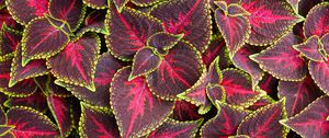 Preview wallpaper leaves, plant, coleus, red, green