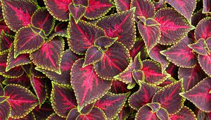 Preview wallpaper leaves, plant, coleus, red, green