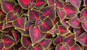 Preview wallpaper leaves, plant, coleus, red, green