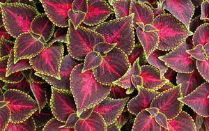 Preview wallpaper leaves, plant, coleus, red, green