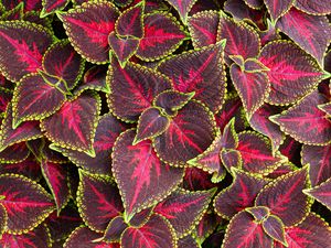 Preview wallpaper leaves, plant, coleus, red, green
