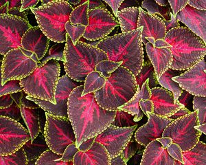 Preview wallpaper leaves, plant, coleus, red, green