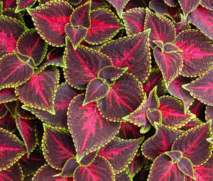 Preview wallpaper leaves, plant, coleus, red, green