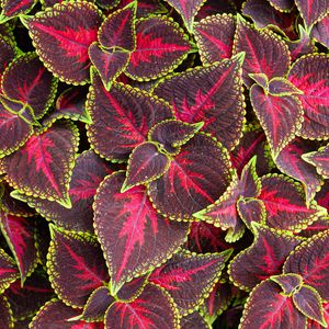 Preview wallpaper leaves, plant, coleus, red, green