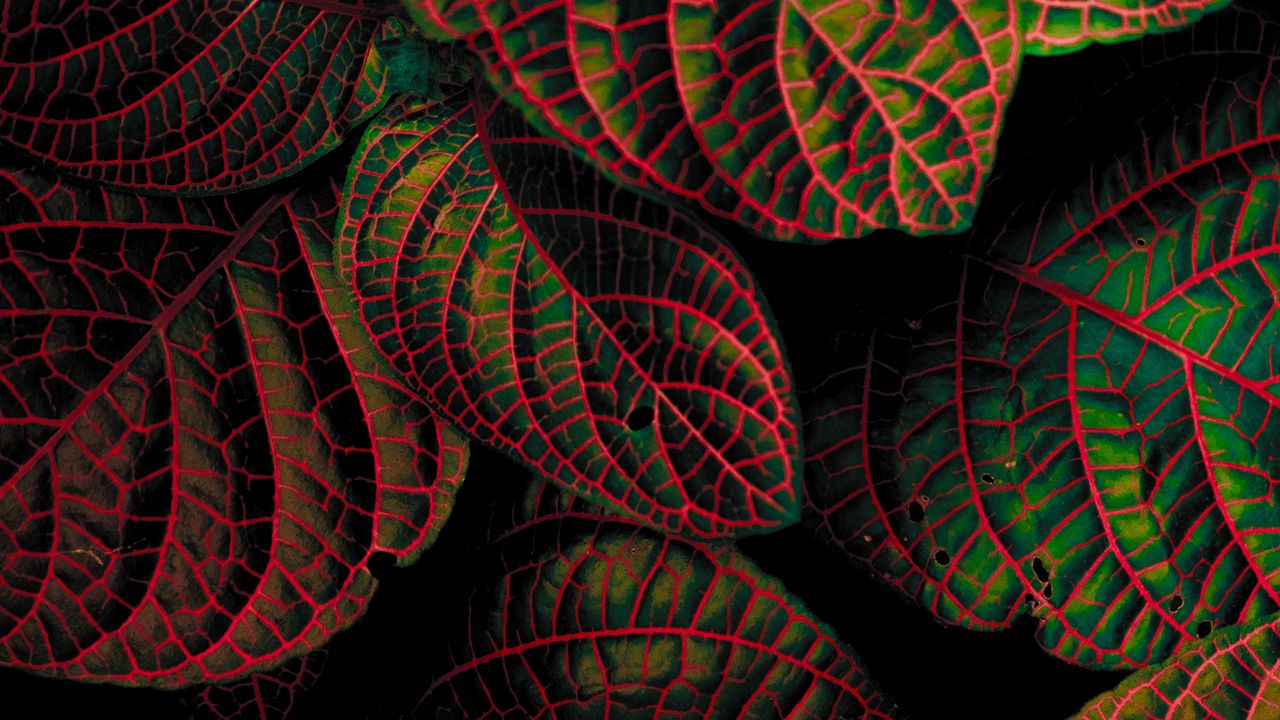 Wallpaper leaves, plant, contrast, carved