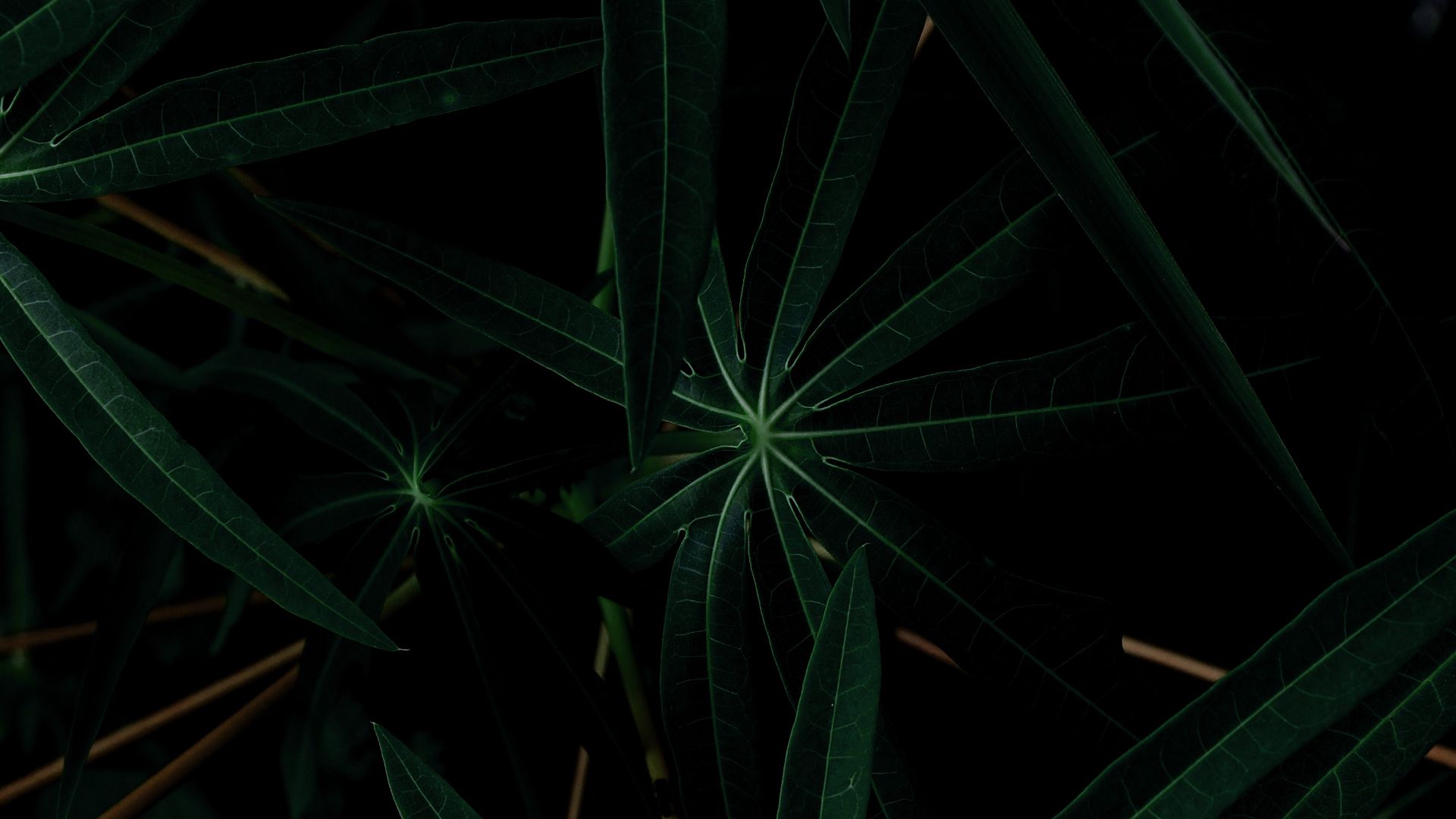 500 Free Dark Green Leaves  Green Images  Pixabay