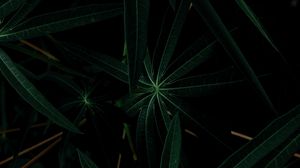 Preview wallpaper leaves, plant, dark, green