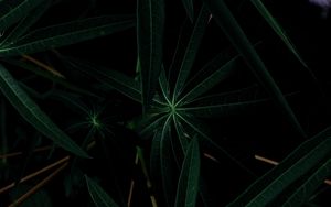 Preview wallpaper leaves, plant, dark, green