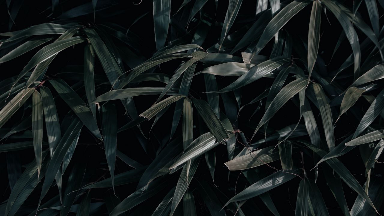 Wallpaper leaves, plant, dark, shadows