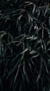 Preview wallpaper leaves, plant, dark, shadows