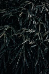 Preview wallpaper leaves, plant, dark, shadows