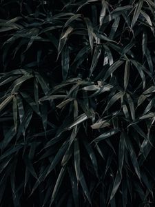 Preview wallpaper leaves, plant, dark, shadows