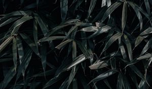 Preview wallpaper leaves, plant, dark, shadows