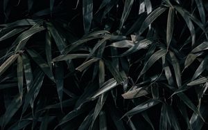Preview wallpaper leaves, plant, dark, shadows