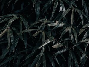 Preview wallpaper leaves, plant, dark, shadows