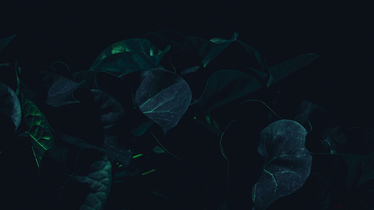 Wallpaper leaves, plant, dark, green, shade