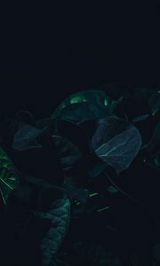 Preview wallpaper leaves, plant, dark, green, shade