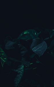 Preview wallpaper leaves, plant, dark, green, shade